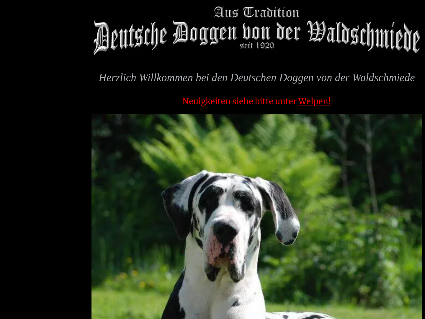 Deutsche Doggen von der Waldschmiede